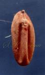 Seed